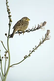 Corn Bunting - perched on Asphodel plant (Asphodelus albus), Herdade de Sao Marcos Great Bustard Reseve and NP, beside township Castro Verde, Alentejo, Portugal