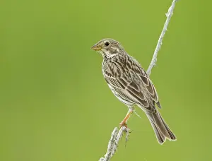 Bunting Prints: Corn Bunting - perched - Oxon - UK - May