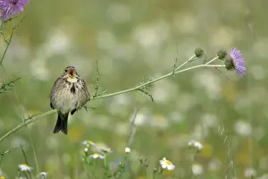 Thistles Prints: Corn Bunting - perched on thistle, singing, Extremadura, Spain