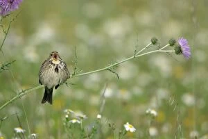 Corn Bunting - perched on thistle, singing