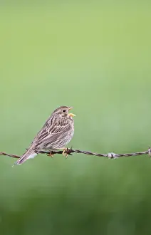 Singing Prints: Corn Bunting - singing from barbed wire fence Bedfordshire UK 005609