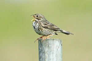 Images Dated 26th March 2008: Corn Bunting - singing from fence post