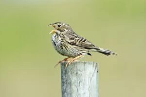 Images Dated 26th March 2008: Corn Bunting - singing from fence post, Alentejo, Portugal