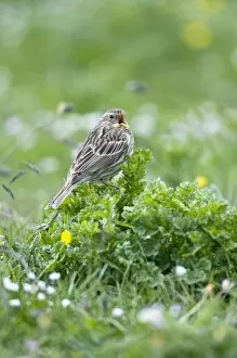 Images Dated 8th June 2009: Corn Bunting - singing perched on low vegetation
