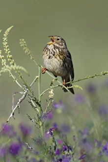 Corn Bunting - singing from plant Corn Bunting - singing from plant