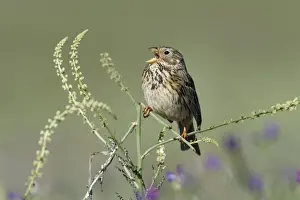 Buntings Prints: Corn Bunting - singing from plant