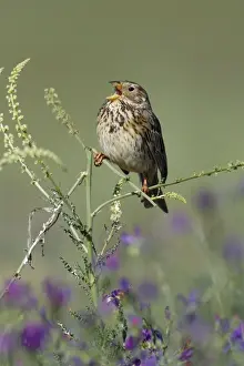 Corn Bunting - singing from plant, Herdade de Sao Marcos Great Bustard Reseve and NP, beside township Castro Verde, Alentejo, Portugal