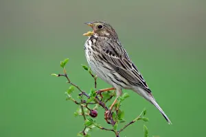 Singing Prints: Corn Bunting- singing from rose bush, Neusiedler See NP, Austria