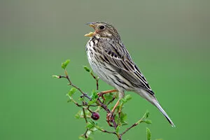 Images Dated 16th April 2006: Corn Bunting- singing from rose bush, Neusiedler See NP, Austria
