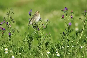 Images Dated 6th April 2008: Corn Bunting - singing from Viper's Bugloss plant, Alentejo, Portugal