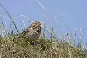 Images Dated 14th May 2009: Corn Bunting - single adult sitting on a grassy mound