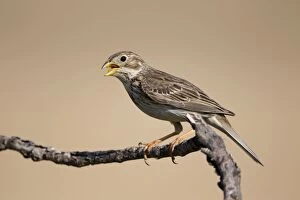 Images Dated 25th May 2012: Corn Bunting - in Song