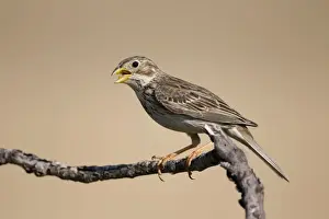 Call Prints: Corn Bunting - in Song - Spain