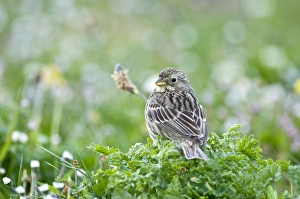 Corn Bunting - back view looking over shoulder - perched on low vegetation Corn Bunting - back view looking over shoulder - perched on low vegetation