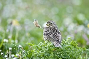 Images Dated 8th June 2009: Corn Bunting - back view looking over shoulder - perched on low vegetation