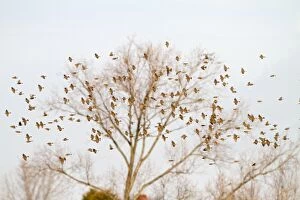 Buntings Gallery: Corn Bunting - winter flock in flight