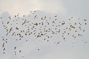 Buntings Prints: Corn Bunting - winter flock in flight 8364