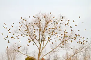 Buntings Prints: Corn Bunting - winter flock in flight 8365