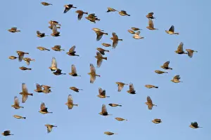 Buntings Prints: Corn Bunting - winter flock in flight 8373