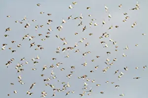 Buntings Prints: Corn Bunting - winter flock in flight 8378