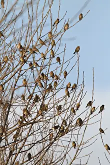 Buntings Prints: Corn Bunting - winter flock resting in bush 8367