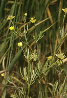 Buttercup Prints: Corn Buttercup