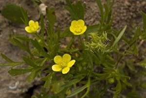 Arable Gallery: Corn Buttercup - flower and fruit