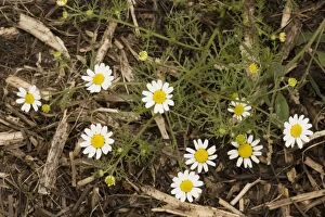 Arable Weed Gallery: Corn chamomile