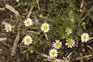 Corn chamomile (Anthemis arvensis); cornfield weed, Somerset