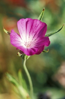 Images Dated 26th August 2004: Corn-cockle Flower