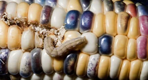 Caterpillar Gallery: Corn earworm (Heliothis zea) eating corn