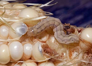 The corn earworm (Heliothis zea) is a major