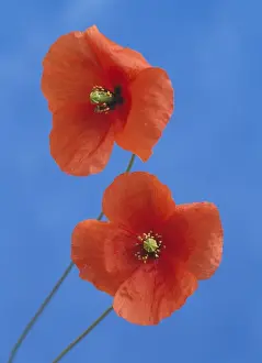 Corn / Field Poppy