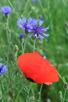 Arty Collection: Corn / Field / Red POPPY - with Cornflowers (Centaurea cyanus) in field. Arable weeds. Alsace