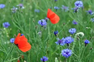 Meadow Prints: Corn / Field / Red POPPY - and Cornflowers (Centaurea cyanus) in meadow