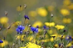 Flowers Collection: Corn Marigold - in bloom with Cornflowers - Summer - Cornwall, UK