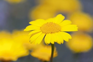 Images Dated 24th June 2006: Corn Marigold - in bloom - Summer - Cornwall, UK