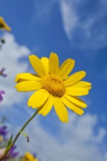 Images Dated 8th July 2007: Corn Marigold - Summer