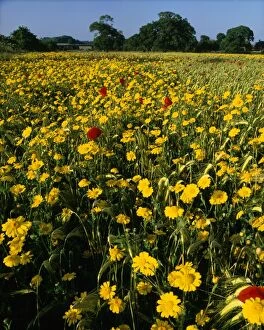 Images Dated 7th March 2007: Corn Marigolds - & Field Poppies
