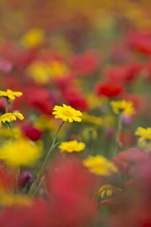 Corn Marigolds and Poppies (Papaver rhoeas)