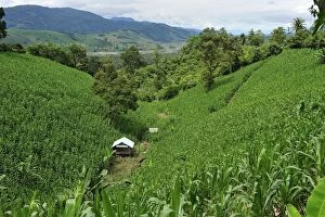 corn plantation on deforested area