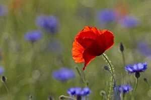 Images Dated 6th June 2014: Corn Poppy and Cornflower