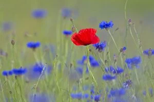 Images Dated 6th June 2014: Corn Poppy and Cornflower