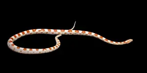 Corn / Red Rat Snake - “Candy cane” mutation - North America