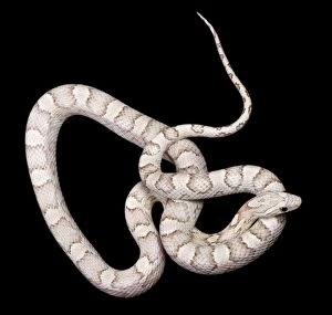 Images Dated 23rd April 2008: Corn / Red Rat Snake - Ghost Silver Queen mutation