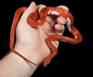 Images Dated 23rd April 2008: Corn / Red Rat Snake - in hand - ҈ypo blood pied