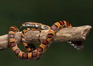 Images Dated 23rd April 2008: Corn / Red Rat Snake - Okeetee mutation