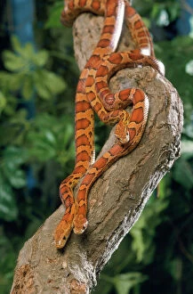 Colours Collection: Corn Snake - three