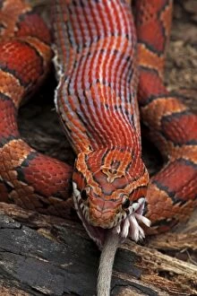 Predators And Prey Gallery: Corn Snake - Eating Mouse - Captive