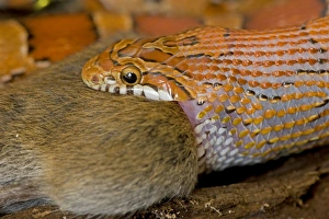 Images Dated 1st August 2009: Corn Snake - eating Mouse - controlled conditions - USA